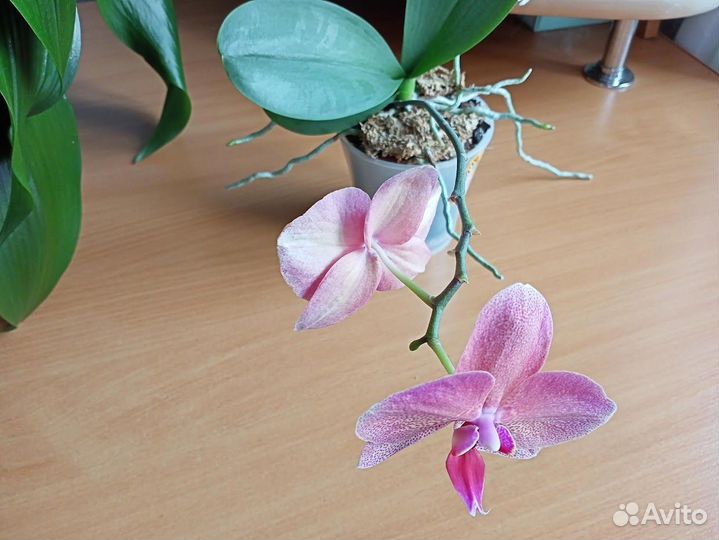 Орхидея фаленопсис Raoul