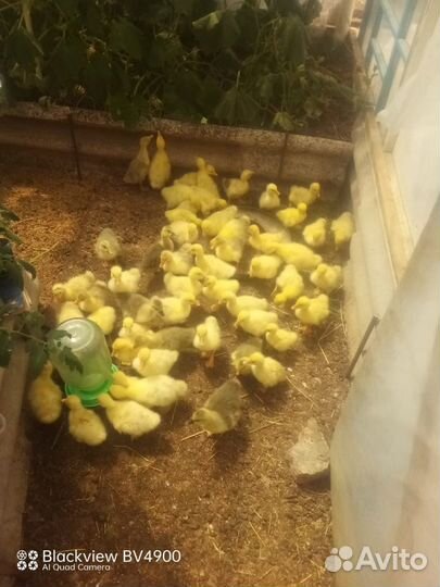 Гусята Линда