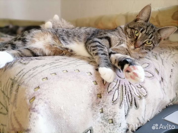 Котенок девочка, 7 месяцев