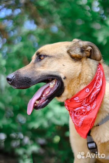 Лео хочет быть домашним