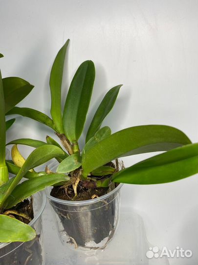 Орхидея каттлея Rhyncattleanthe STK Fancy