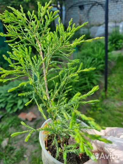 Туя западная смарагд