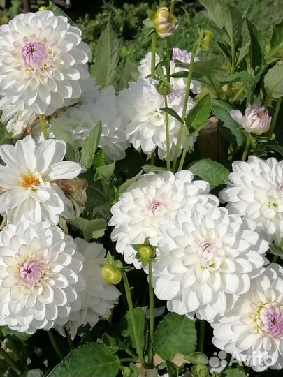 Георгины клубни