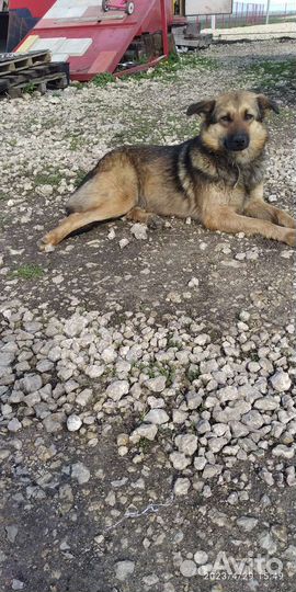 Собака в добрые руки