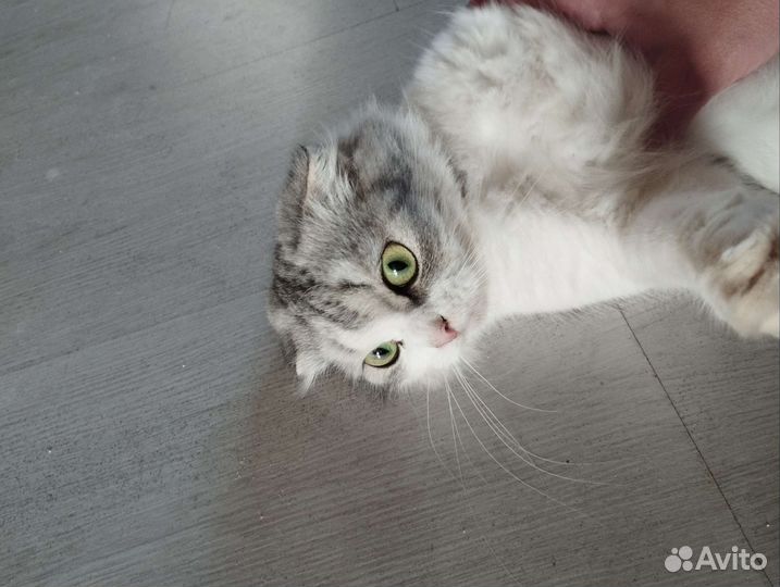 Шотландская вислоухая кошка бесплатно