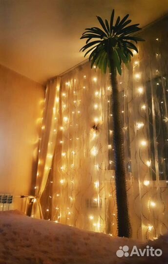 Мадагаскарская пальма (пахиподиум ламера)