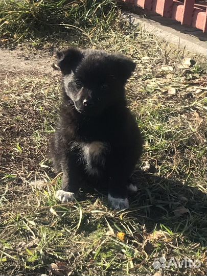 Ищем дом для щенят