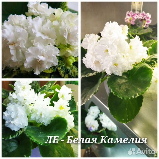 Детки сортовых фиалок