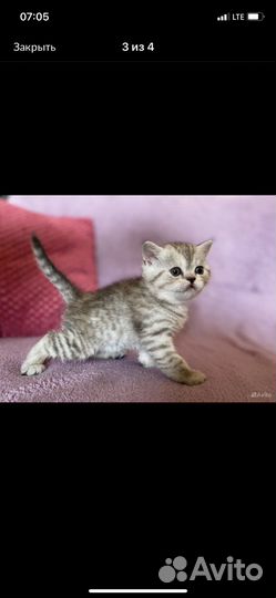 Девчуша-очаровашка