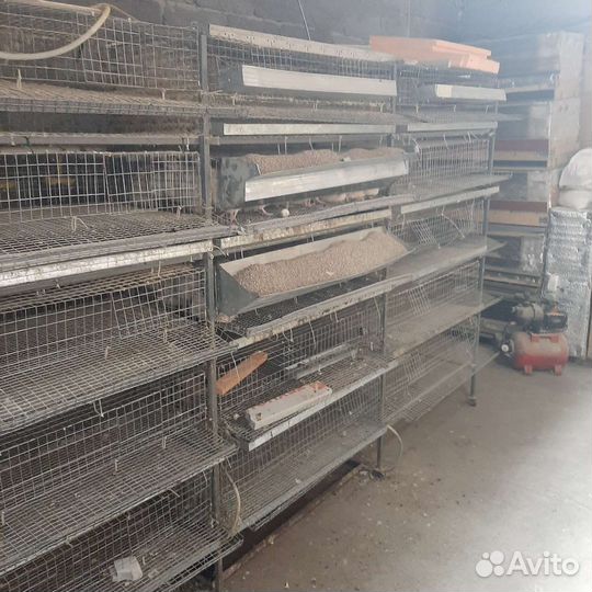 Клетки для перепелов