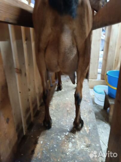 Дойные нубийские козы