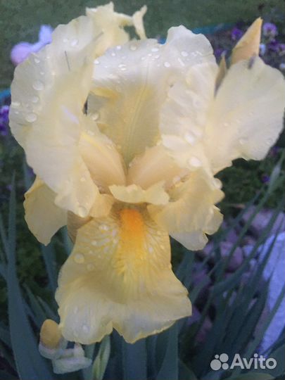 Ирис бородатый