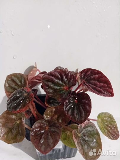 Зензи Равен замиокулькас листочки