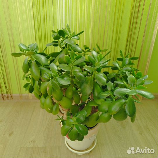 Денежное дерево крассула толстянка