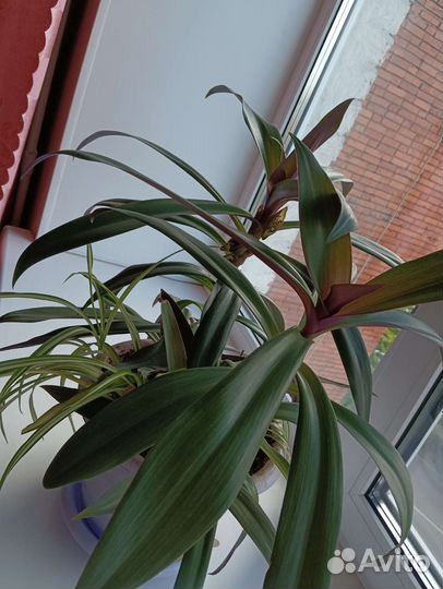 Рео + Хлорофитум