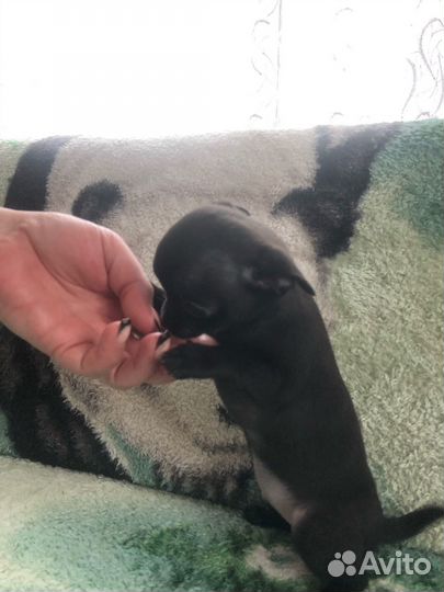 Чихуахуа мини девочка