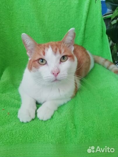 Замечательный кот Оскар