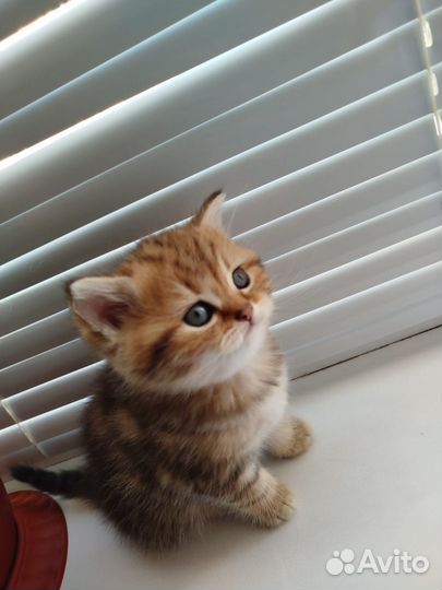 Котята золотая шиншилла