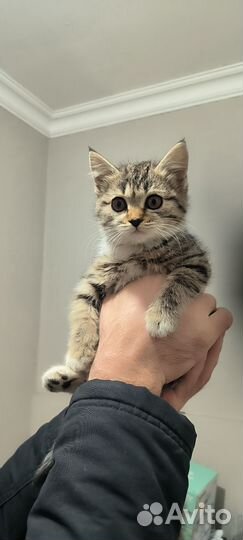 Отдам кошку