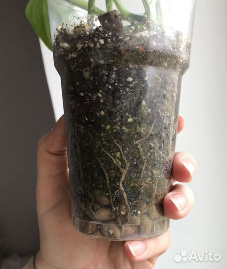 Сциндапсус золотистый