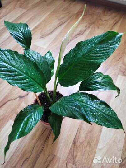 Спатифиллум