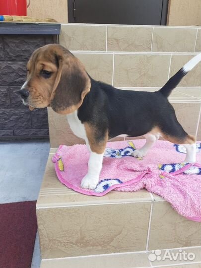 Бигль щенки 3 месяца