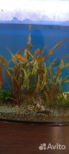Аквариум с рыбками