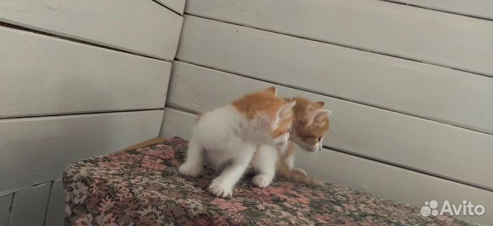 Свежие котята