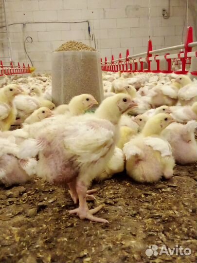 Цыплята бройлерные Росс-308