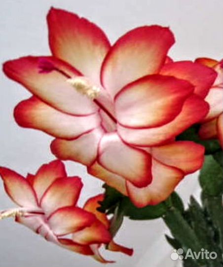 Декабрист шлюмбергера сортовые