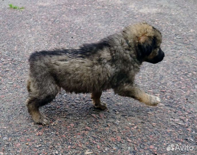 Отдам бесплатно щенки