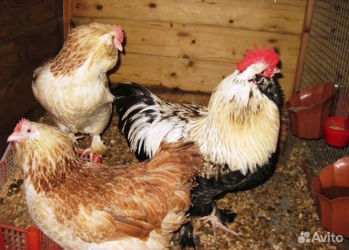 Фаверолы, куры и петухи