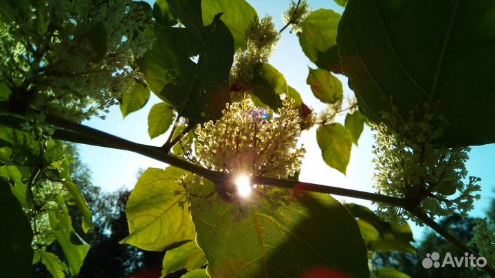 Гречиха сахалинская или горец сахалинский