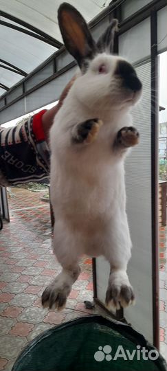 Кролики калифорнийские