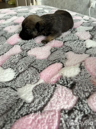 Смесь питбуля