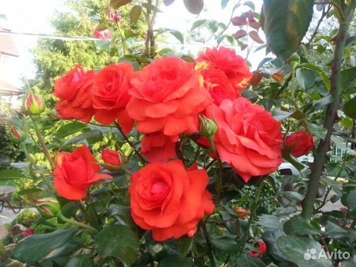 Роза плетистая