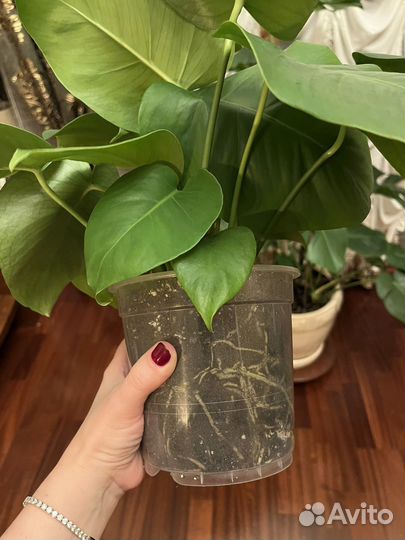 Монстера деликатесная