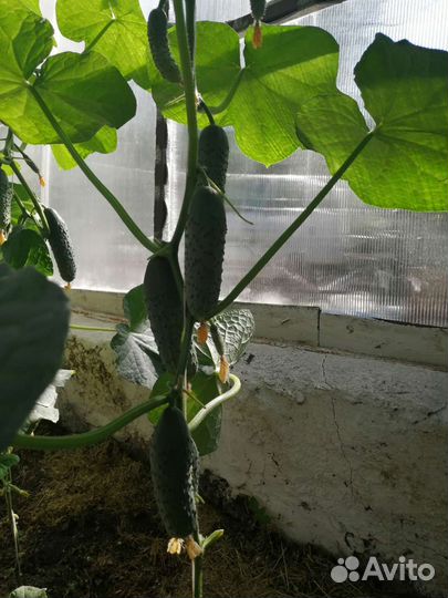 Огурцы свежие домашние