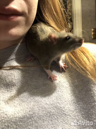 Крыса в добрые руки