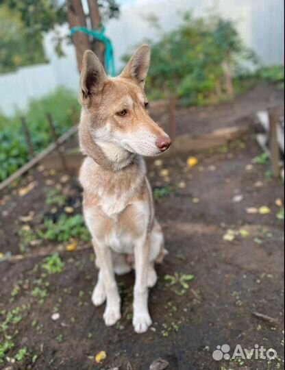 Хаски в добрые руки