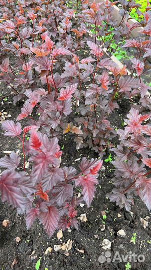 Пузыреплодник калинолистный