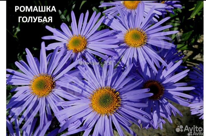 Многолетник