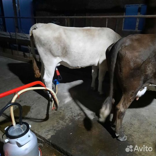 Молочные продукты