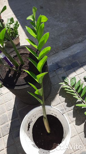 Замиокулькас