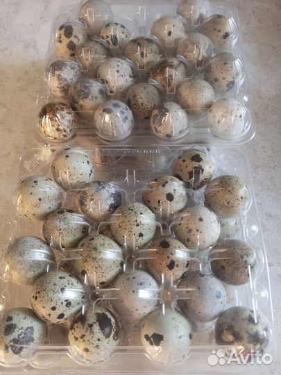 Мясо перепела, яйцо, маринованные крылья индейки