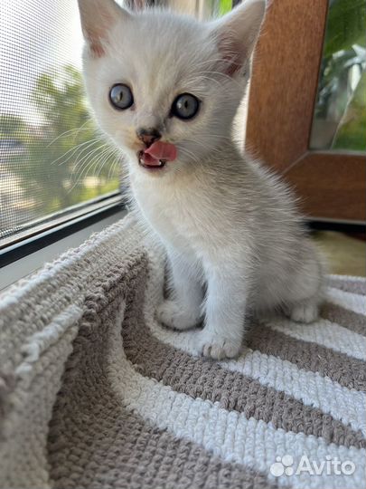 Шотландские вислоухие котята