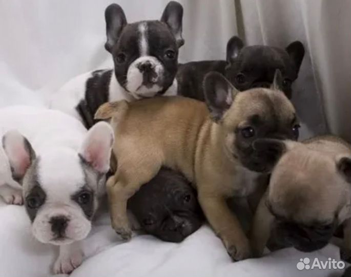 Французский бульдог