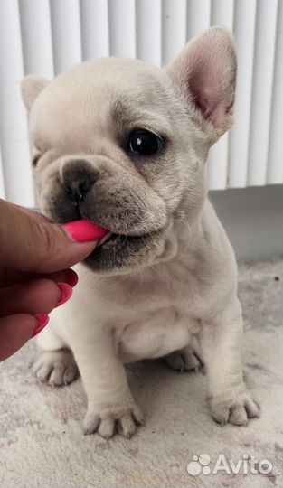 Эксклюзивная кремовая мини девочка