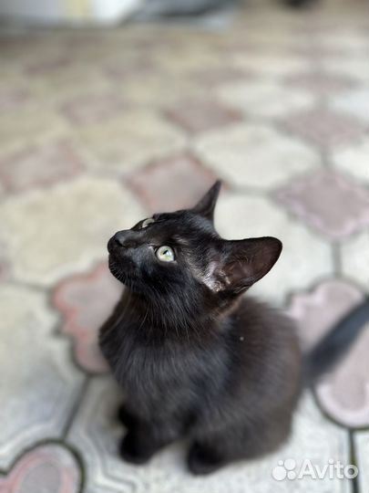 Котята в добрые руки мальчики