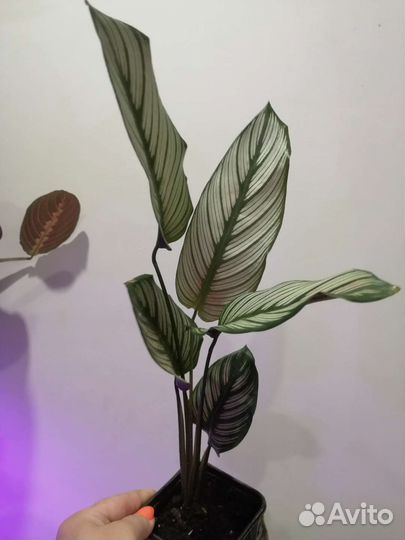 Калатея мажестик вайт стар